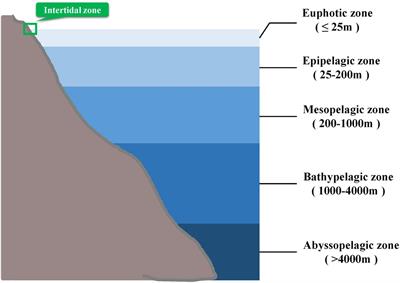 New Insight Into Visual Adaptation in the Mudskipper Cornea: From Morphology to the Cornea-Related COL8A2 Gene